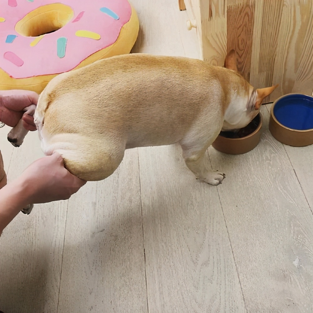 狗狗为什么会护自己的便便,泰迪狗狗护食的正确教育方法