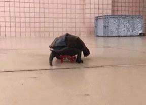 搞笑段子,搞笑动图gif微信表情包2019