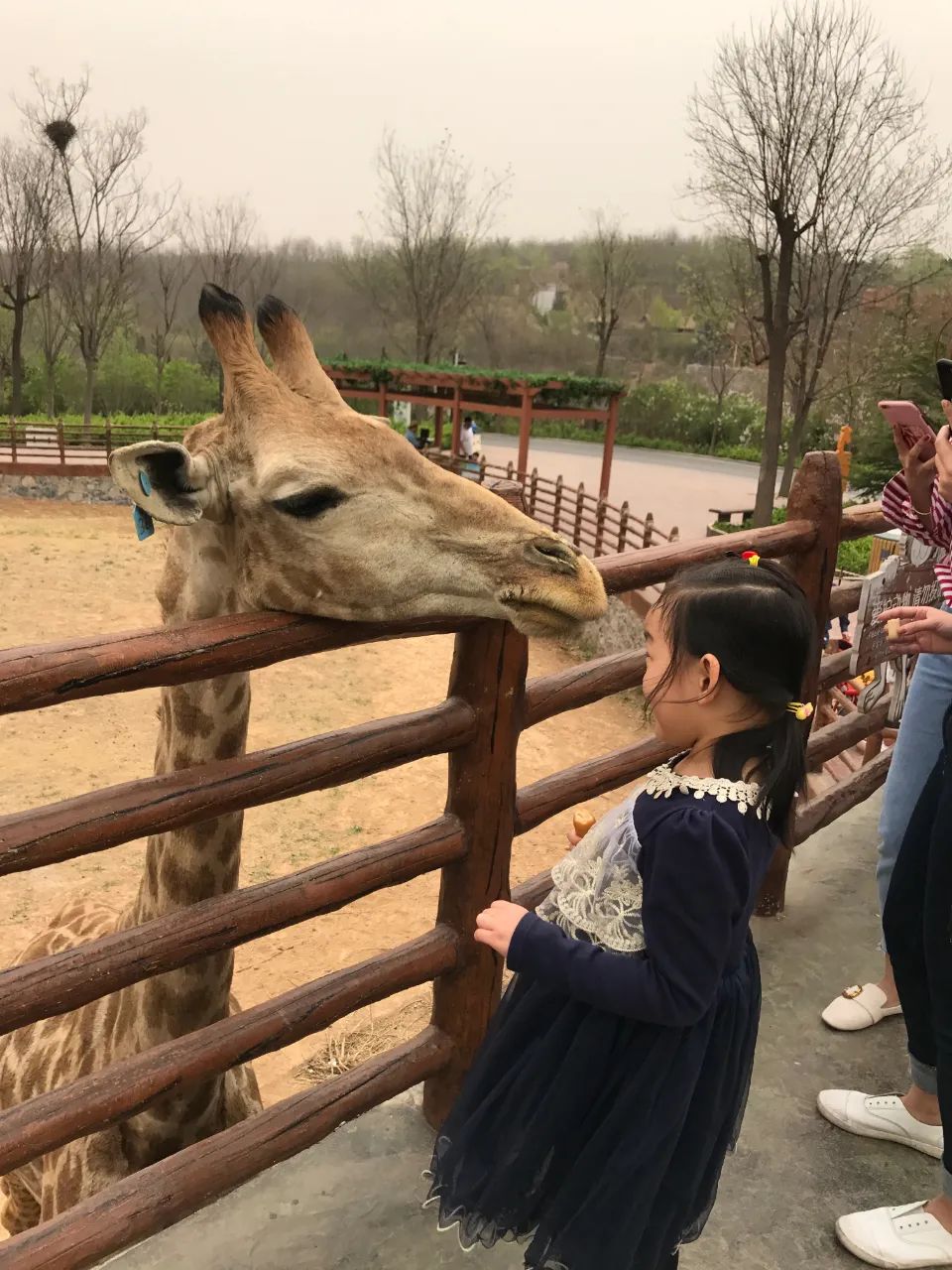 济南动物王国一日游详细攻略,济南一日游动物园