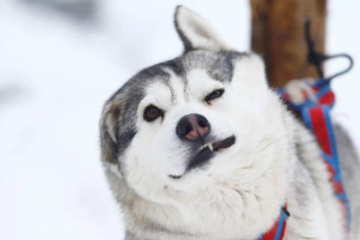 哈士奇你不知道的冷知识,哈士奇热门知识