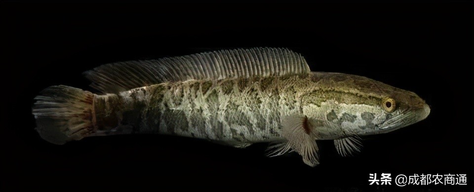 黑鱼苗养殖技术学习,黑鱼养殖技术全介绍