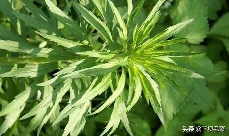 常见却容易忽视的植物,我想看什么植物能治头疼