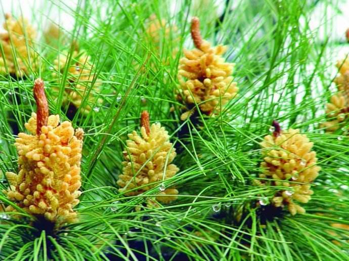 它被称为黄金粉，250元一斤，农村却没人要，掉在地上白白浪费了