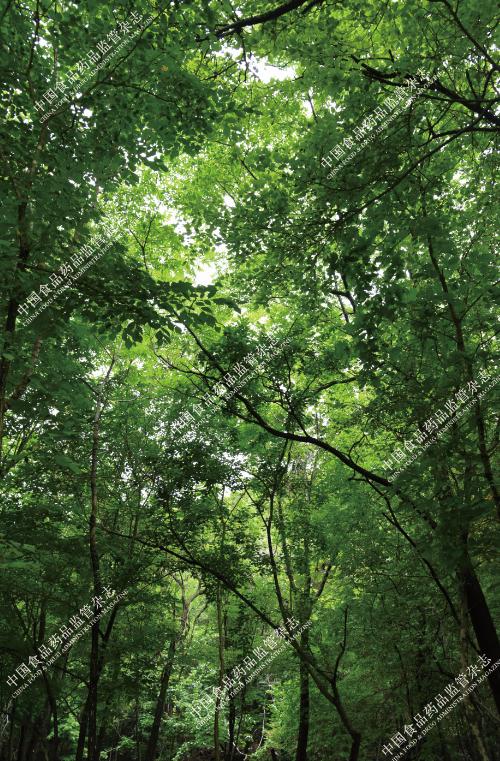 本草知识人参,本草中国视频感悟