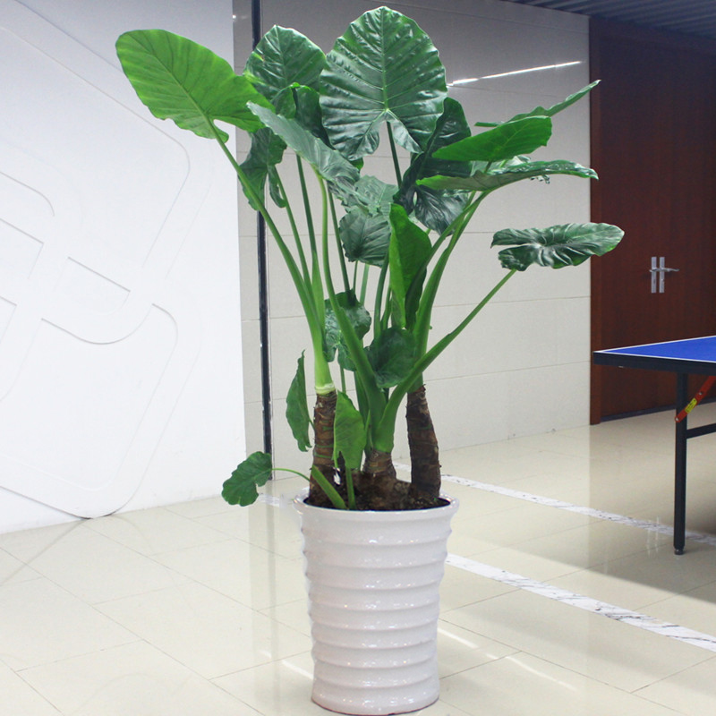 人养花一时养人一生,人养花同时花也养人