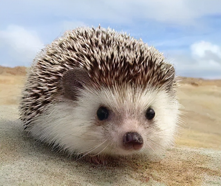 比较适合懒人养的宠物品种是什么,适合懒人养的六大便宜宠物