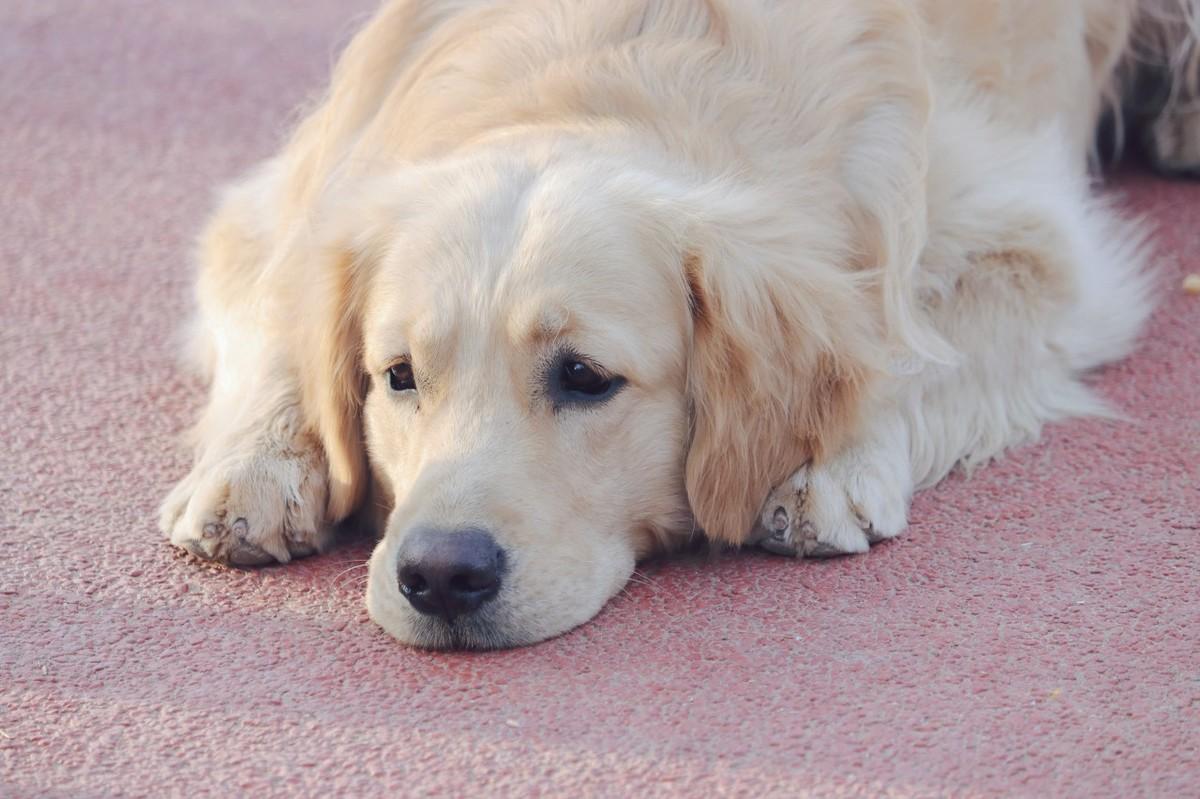 狗狗在家就能遛不能出去遛,几个月的狗狗可以在冬天遛狗