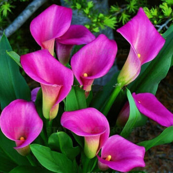 马蹄莲花朵点缀,马蹄莲鲜花造型创意图片