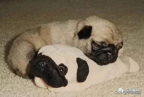 20张动物照片,宝宝萌照动物图片