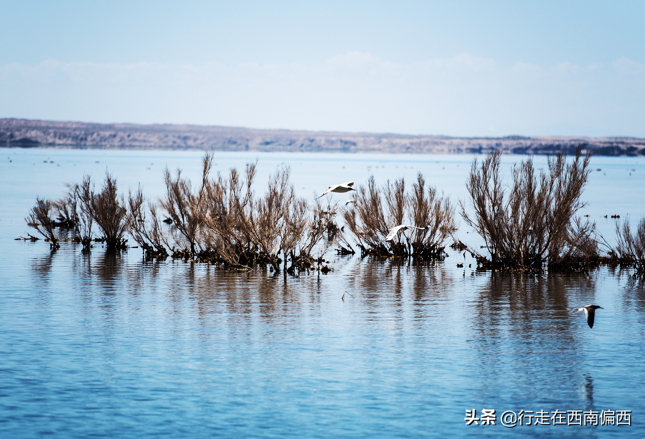 海子面朝大海春暖花开德令哈,德令哈面朝大海春暖花开