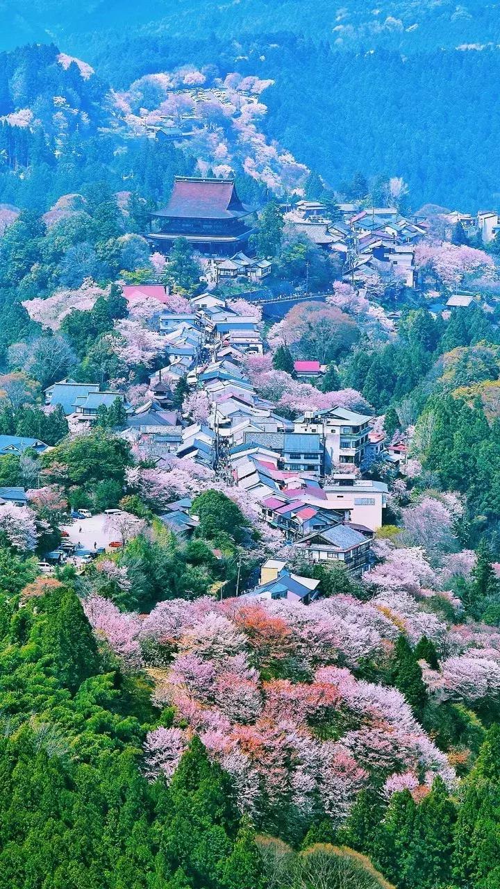 日本樱花季具体时间,日本樱花几月份去最好