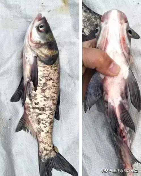 鲢鳙出血病防治方法,花白鲢败血症用什么药