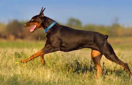 孩子对狗毛过敏还能继续养狗吗,狗毛过敏适合养什么狗