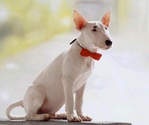 45种常见狗狗认几种主人,45种常见狗狗拉布拉多图片