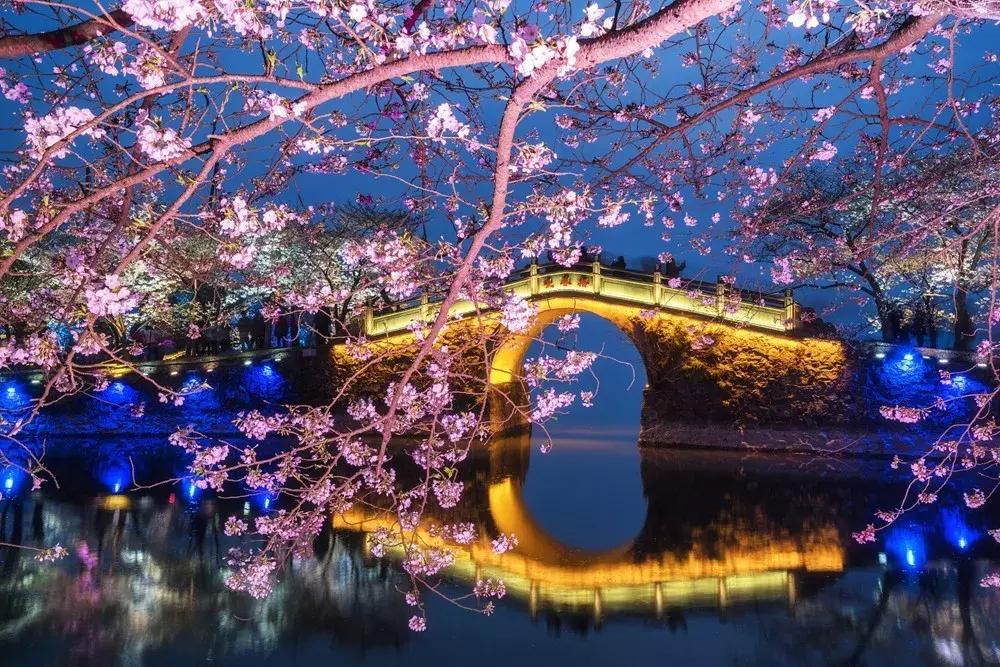 染井吉野樱花江浙沪,染井吉野樱花期10天