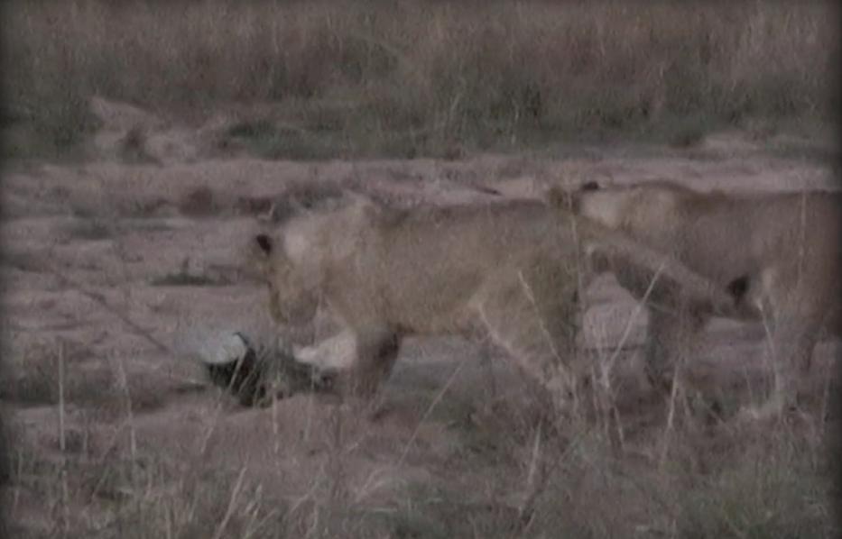 蜜獾大战辣条,平头哥蜜獾吃毒蛇