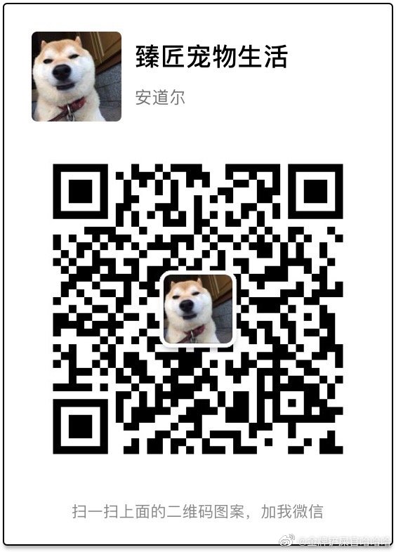 比熊犬怎么养?比熊犬吃什么?养比熊有哪些注意事项??