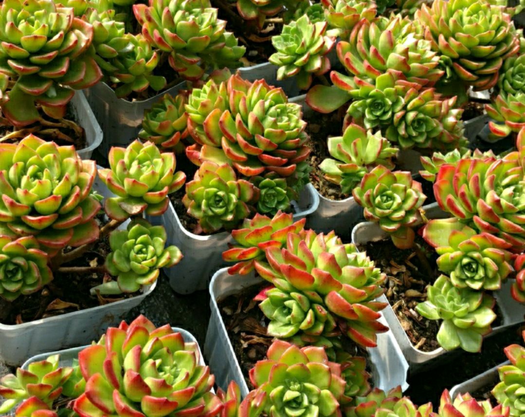 蒂亚怎样养才能变红,蒂亚夏季怎么养