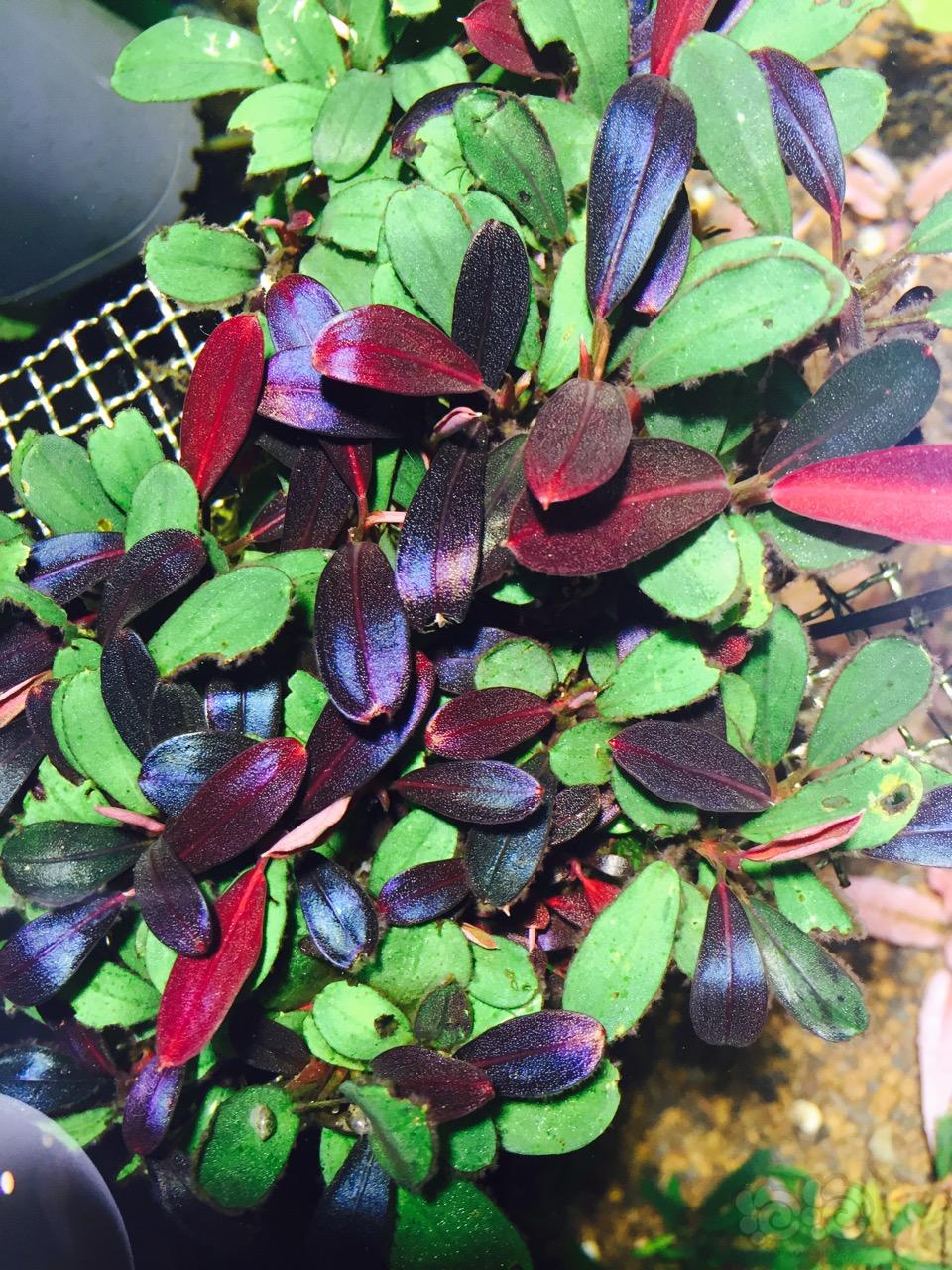 辣椒榕水草缸,养辣椒榕需要多大的缸