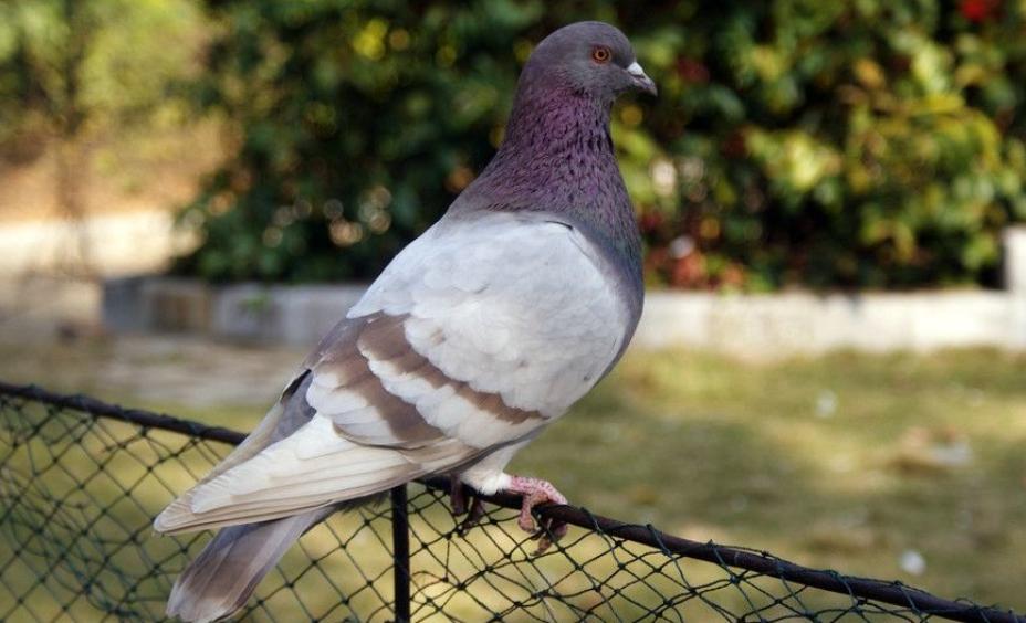 速度才是硬道理！几个方法助中短距离鸽催速