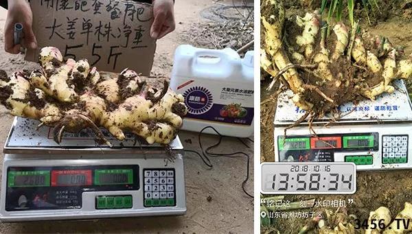 大姜的高产种植技术指导视频,大姜高产标准化种植技术