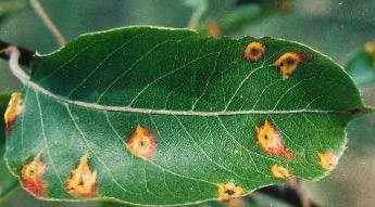 苯醚甲环唑治疗花椒锈病吗,锈病的特效药有哪些花椒