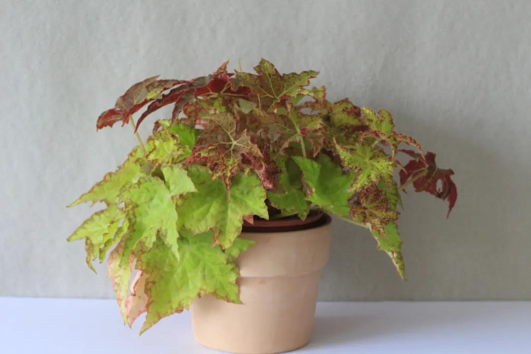 这43个来自世界各地的新品种，快来看看有没有你的菜