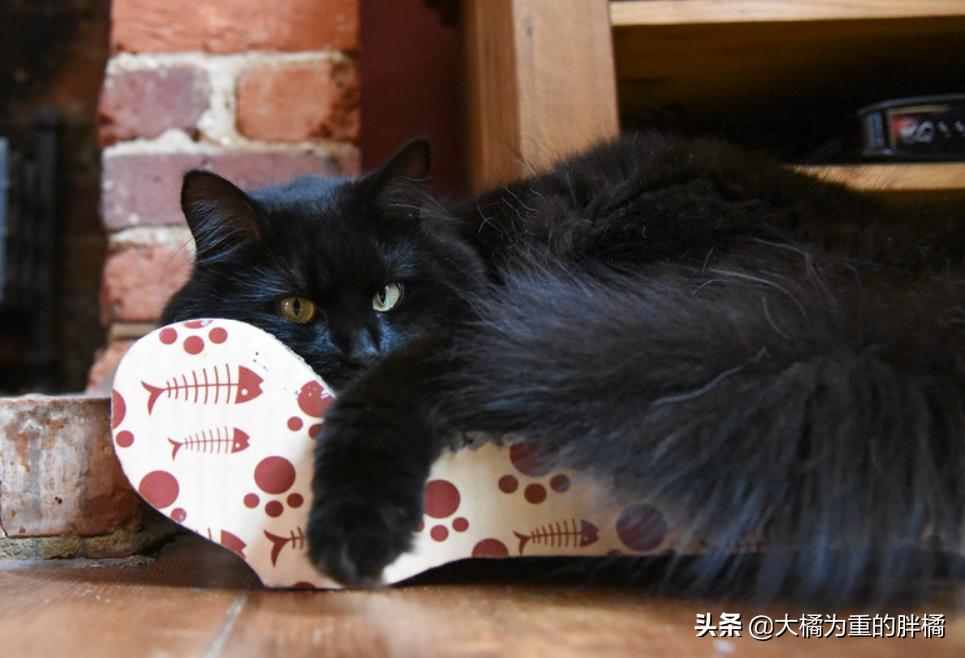 让猫咪在家不孤单,新手养猫怎么能让猫咪只黏自己