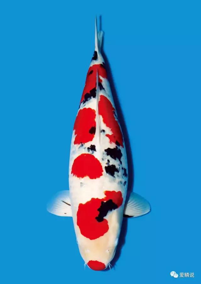 炎炎夏日，别让自家鲤池成为最有“味道”的那一个