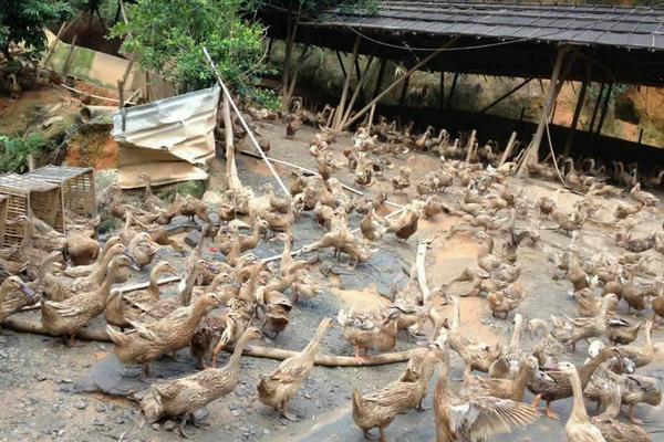 养殖蛋鸭的利润和风险,养殖蛋鸭子的利润