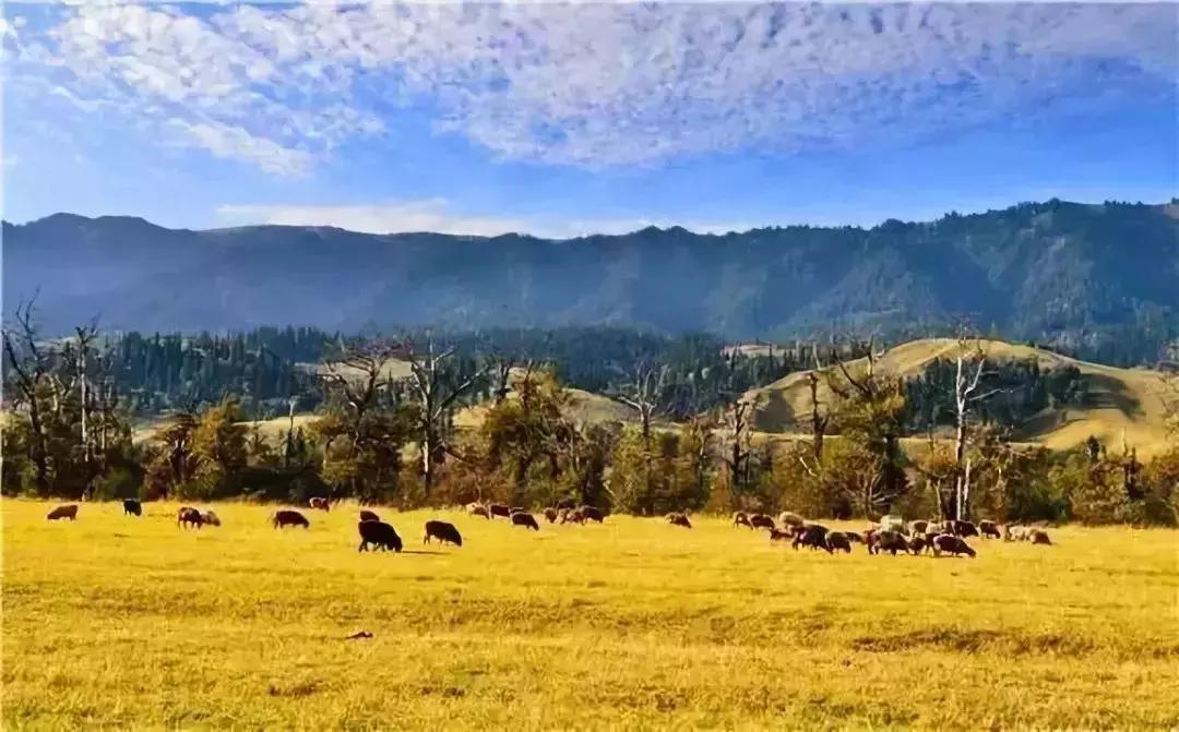 给你11个“十一”来*疆新**的理由