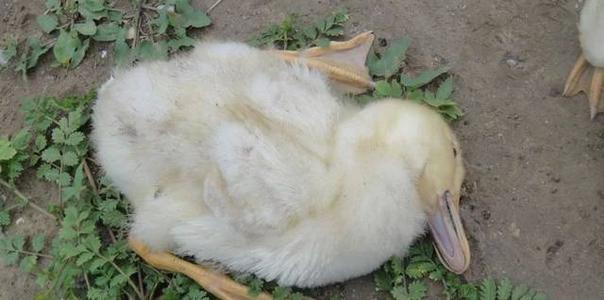 肉鸭发烧用什么药,肉鸭瘫痪软脚