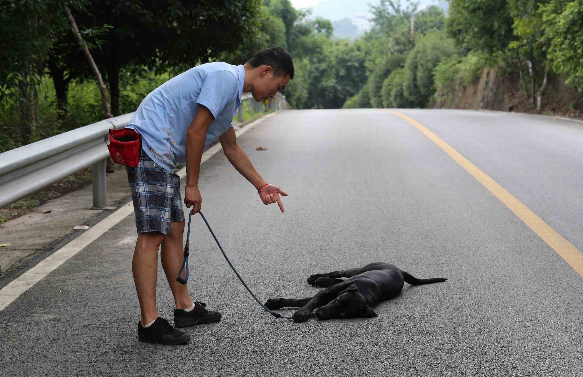 训练狗狗没零食就不听话,训练狗狗的零食