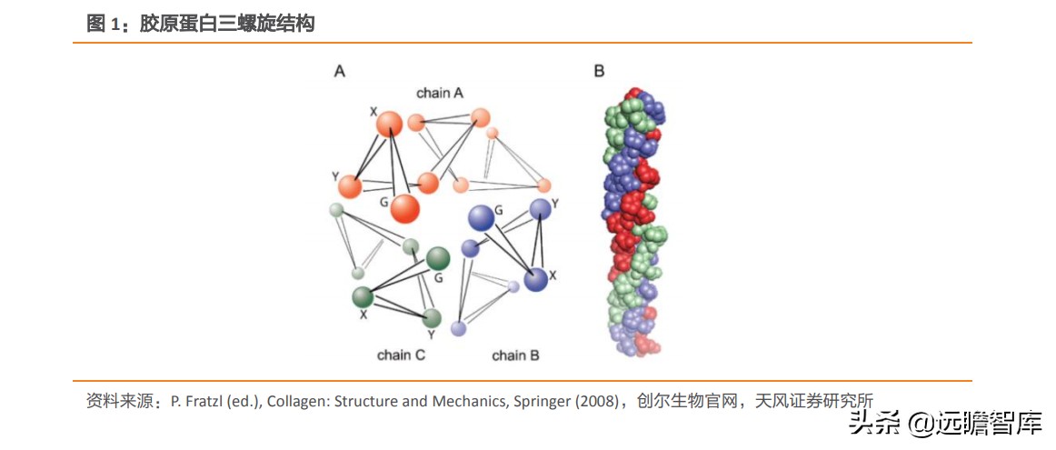 重组胶原蛋白未来趋势,胶原蛋白重组是高端产业吗
