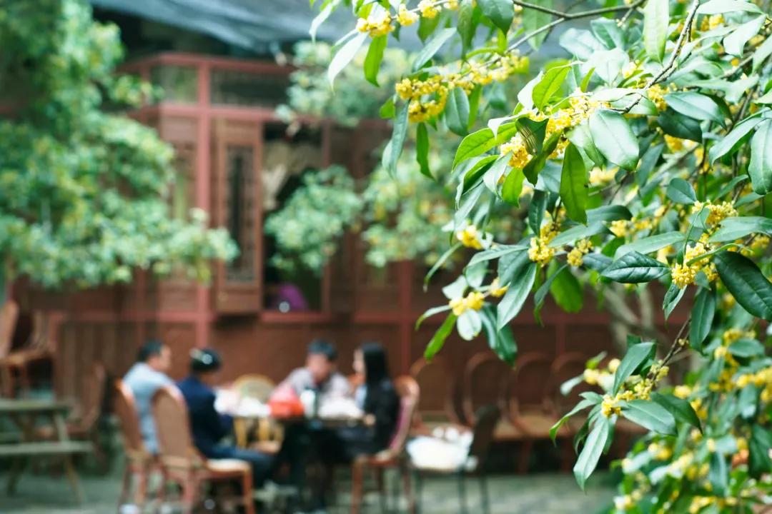 秋季杭州西溪湿地游玩攻略,杭州半日游西溪景区攻略