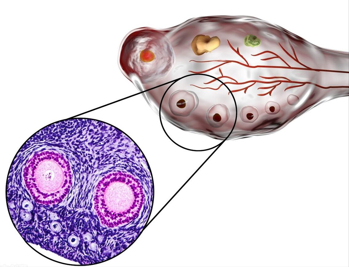 破卵针一般什么时候打最好,夜针和破卵针一样吗