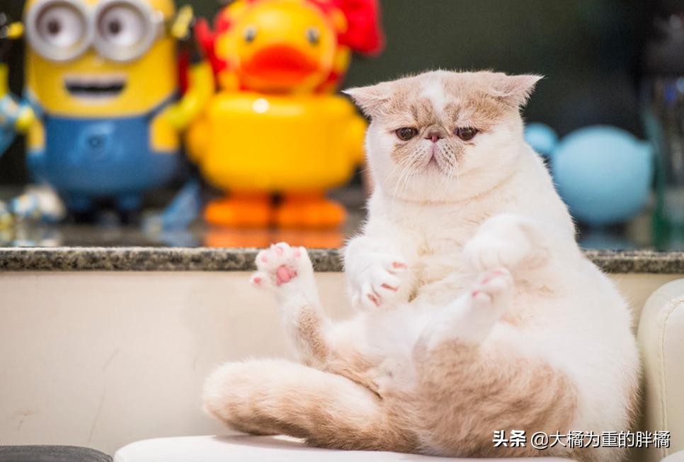 加菲猫在没人的时候乱撒娇,是什么让你选择了宠物