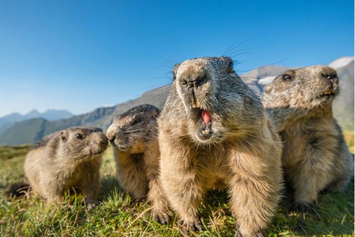 土拨鼠宠物怎么样养,土拨鼠宠物建议养吗