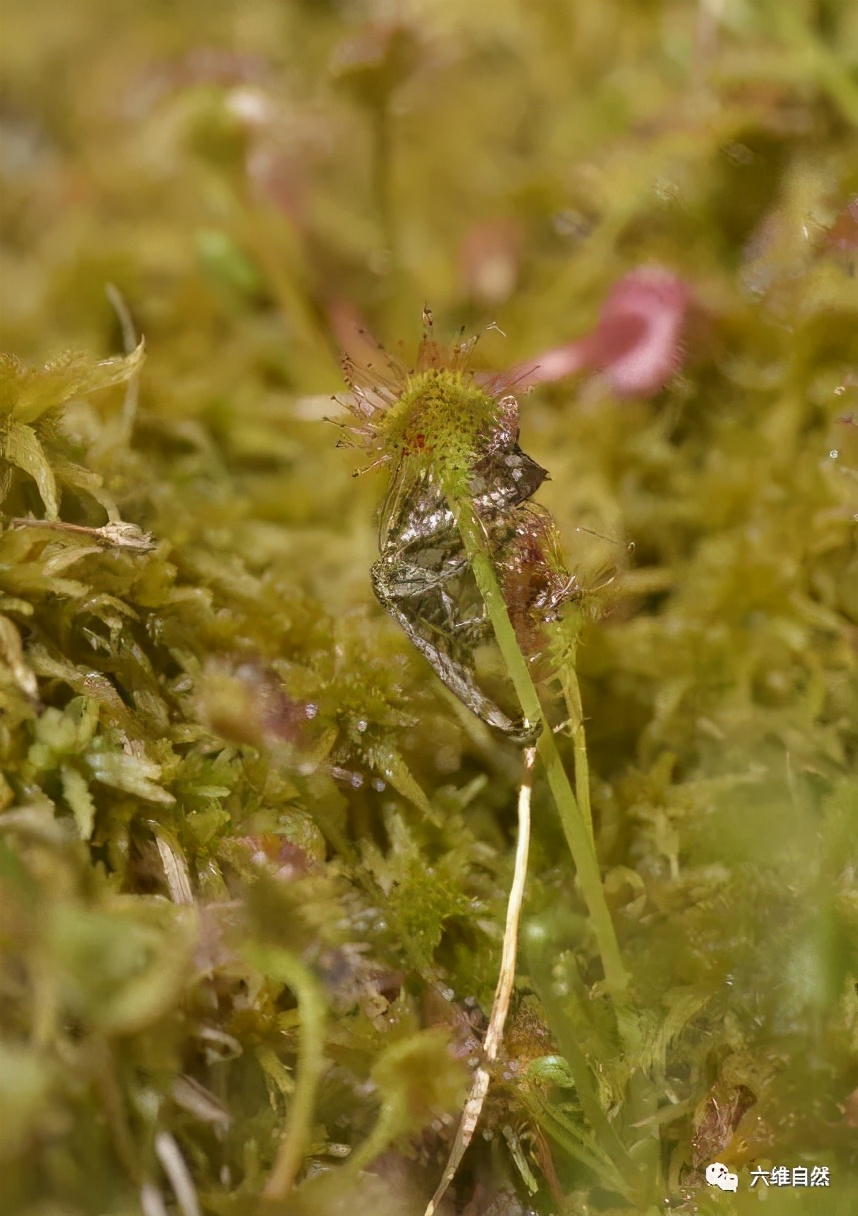 会捕食茅膏菜的昆虫,重庆首次发现能捕食昆虫的植物