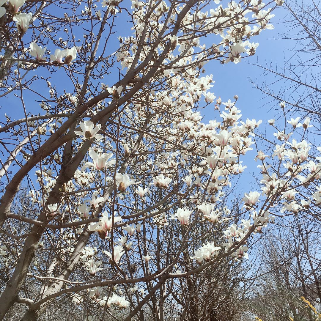 蝴蝶套胶与挺拔套胶对比,蝴蝶套胶各系列差别
