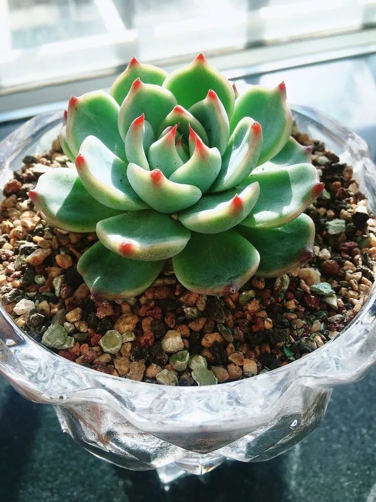 2021牛转乾坤砥砺前行,2021年牛转乾坤时来运转