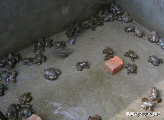 它被称为“蛙中之王”，价格年年涨，如今180元1斤，农民却不敢养