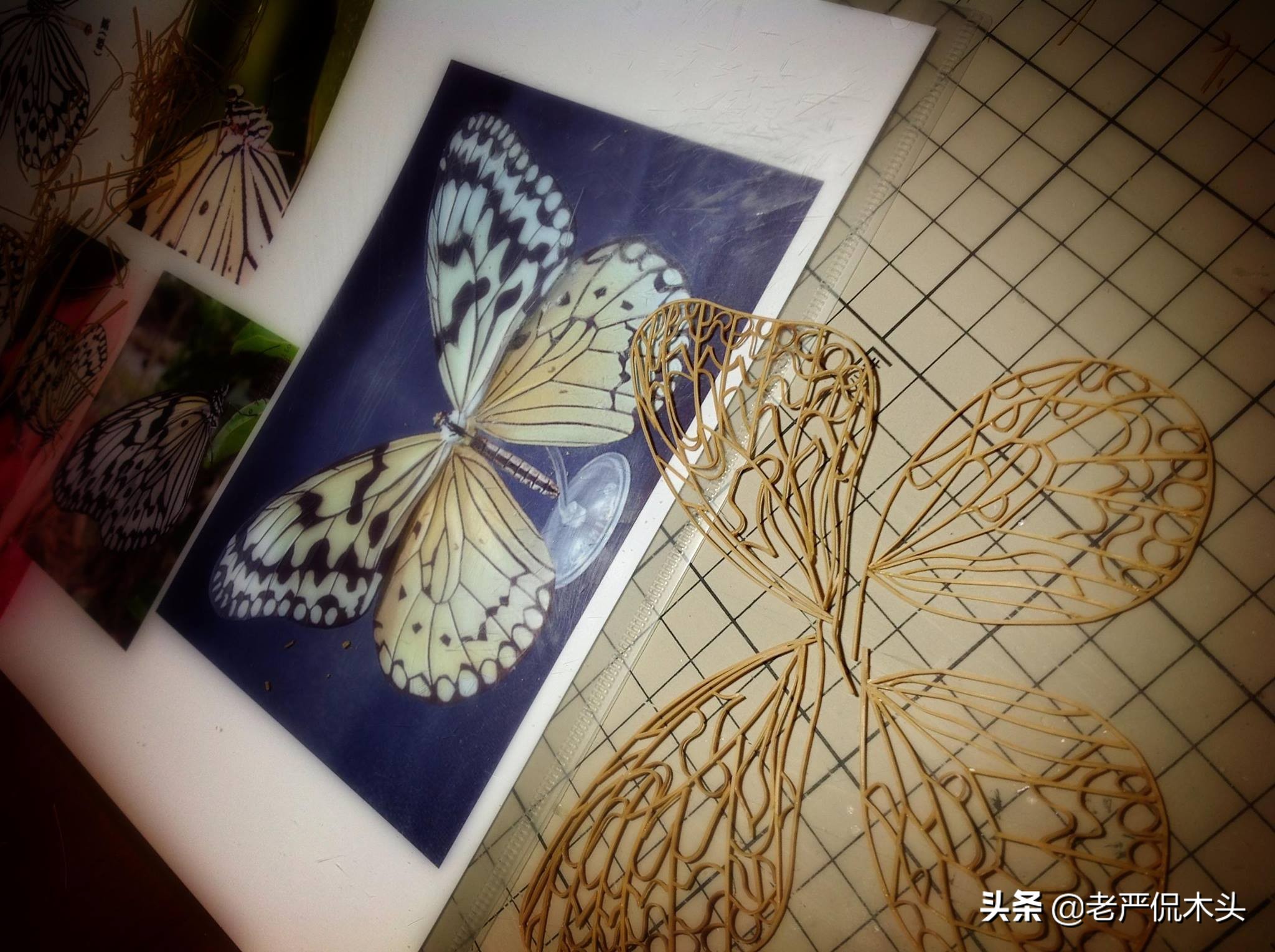 昆虫标本树脂竹节虫,昆虫标本制作竹节虫