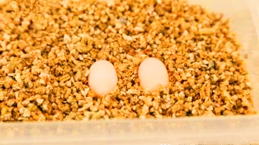 网上买回来的龟蛋怎么给蛭石补水,孵化龟蛋调蛭石湿度最简单的方法