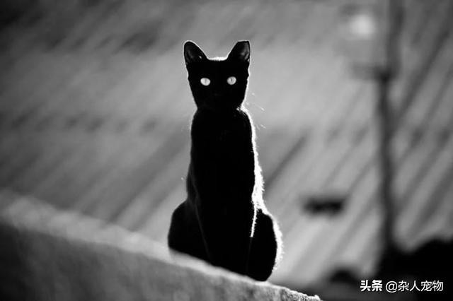 流浪猫怎么和狗和睦相处,流浪猫和流浪狗是怎么出现