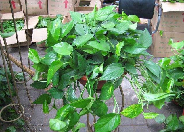 一年四季常绿比绿萝还好养,绿萝四季常绿是什么意思