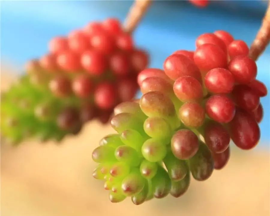 颗颗饱满的果实,颗颗饱满黄金果