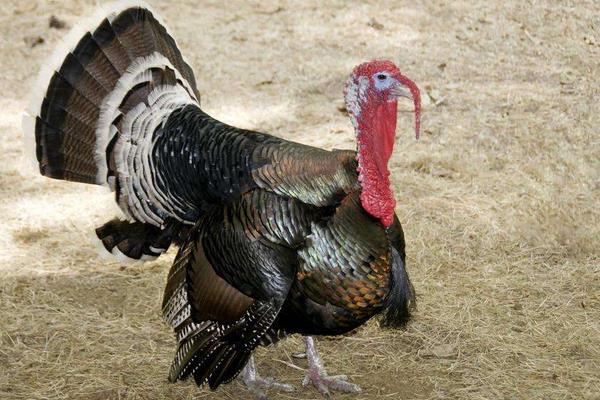 养火鸡需要办理什么手续,养火鸡应该注意些什么