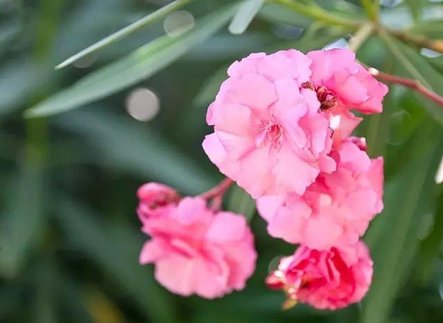 盘点那些有毒的花,有毒花草请不要误食