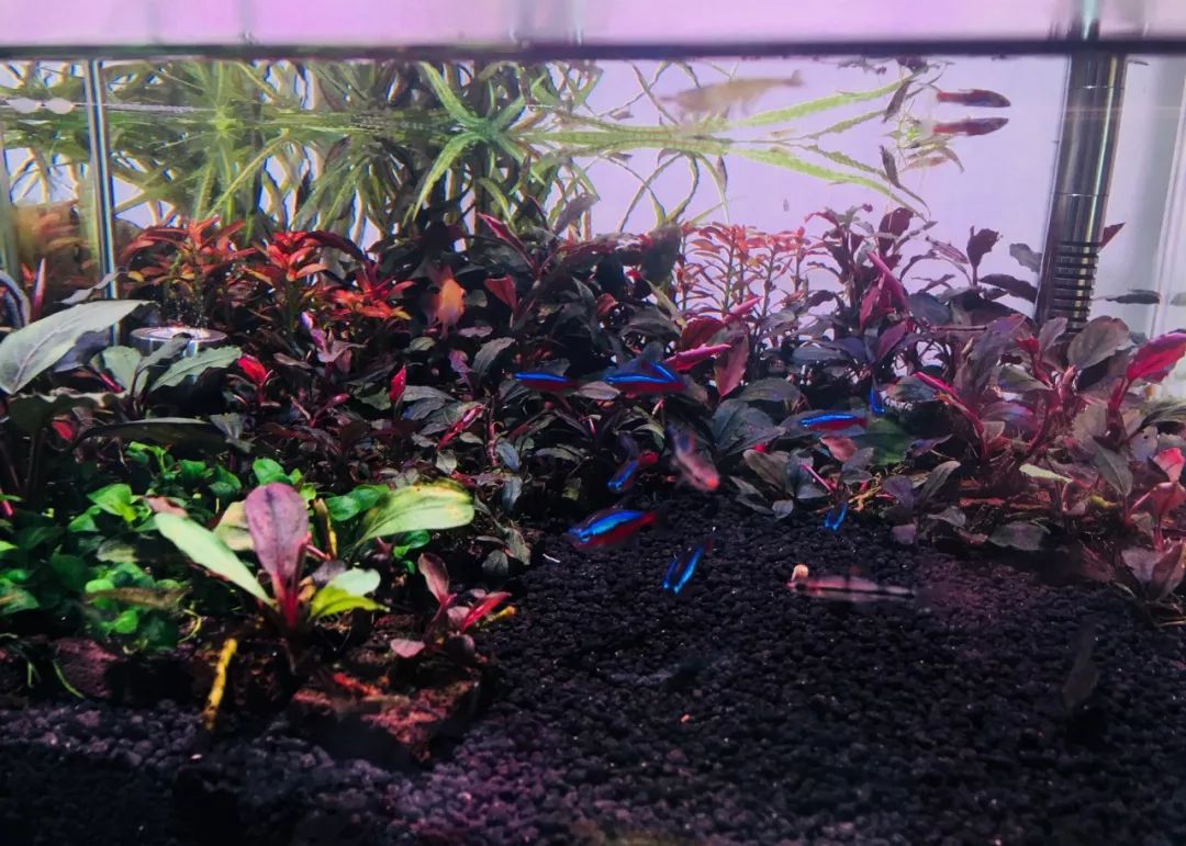 草缸洞穴造景怎么做,草缸自己动手布置